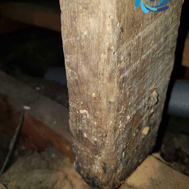 Active woodworm attack 