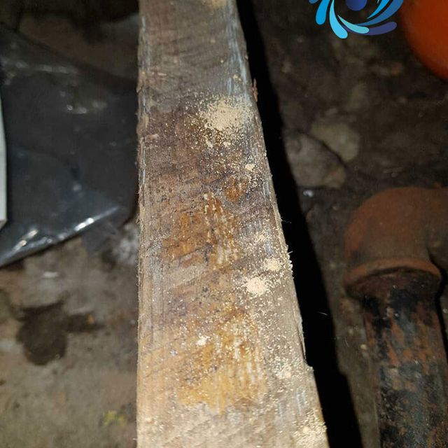 Woodworm in an attic 